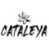 Cataleya by Samra